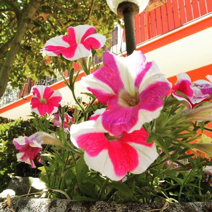 B&B Il Giardino Delle Camelie Палестрина Экстерьер фото